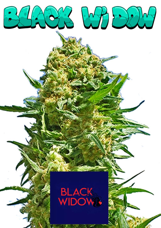 Black Widow Seeds