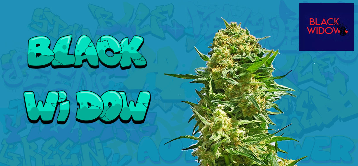 Black Widow Strain