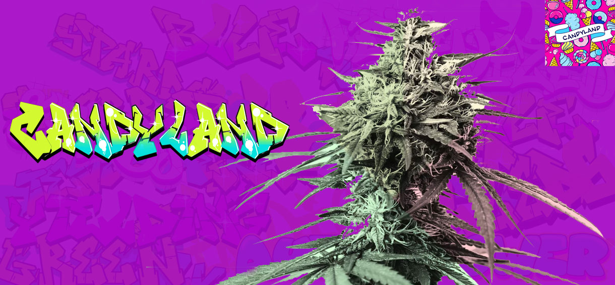 Candyland Strain