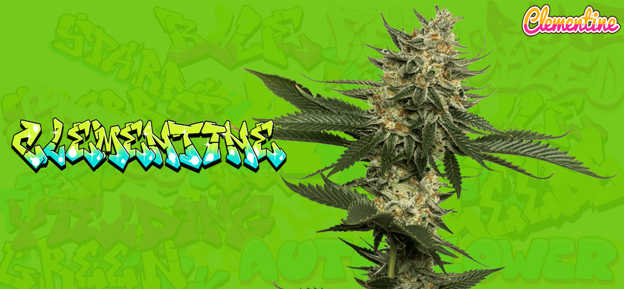 Clementine Strain