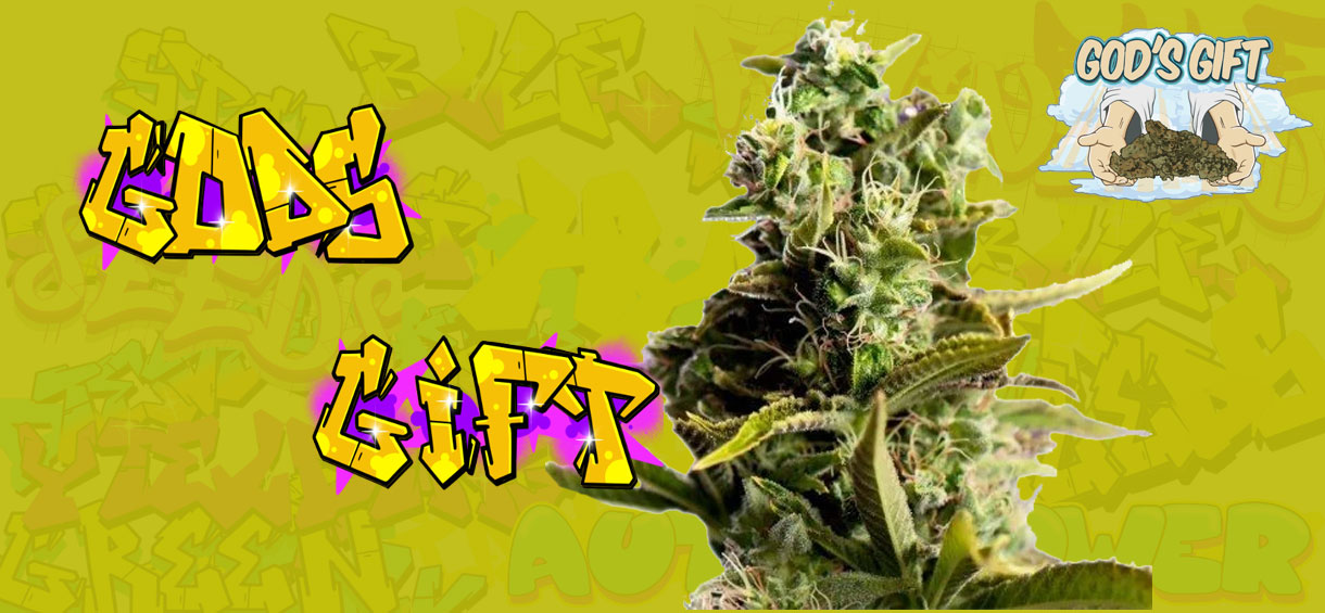 God's Gift Strain