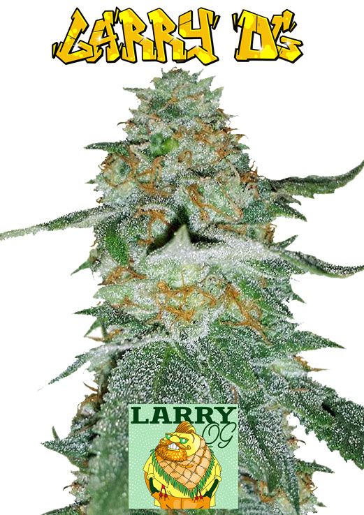 Larry OG Seeds