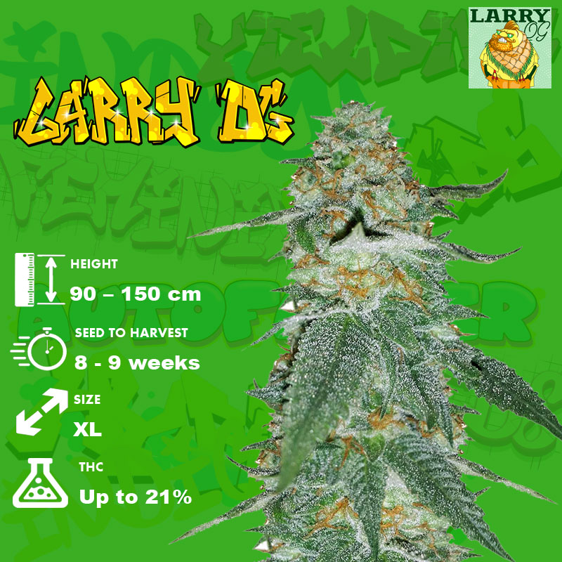 Larry OG Strain Grow info