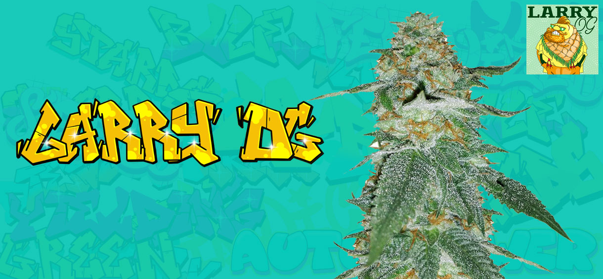 Larry OG Strain