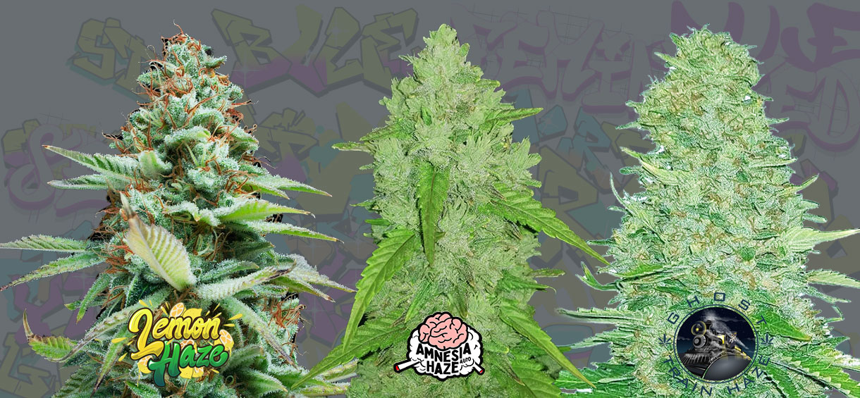 best haze strains